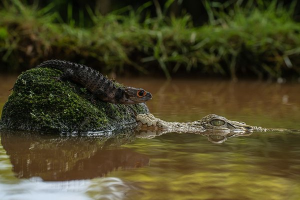 How to Safely Introduce a New Dog to a Household with an Aggressive Parrot?